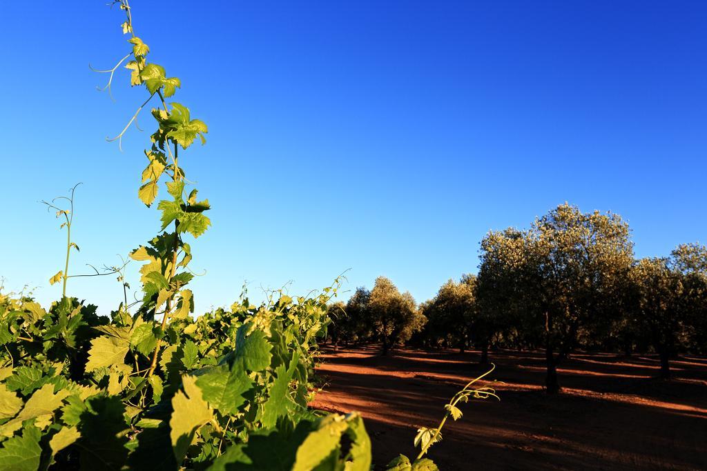 Herdade Da Calada Azaruja Bagian luar foto