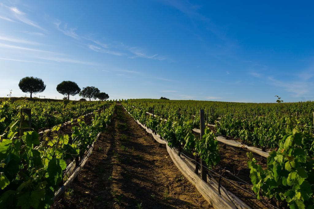 Herdade Da Calada Azaruja Bagian luar foto